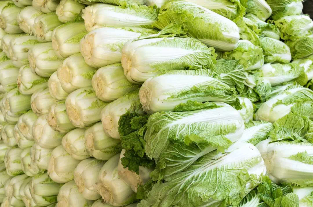 白菜情缘，最新价格与家的温馨