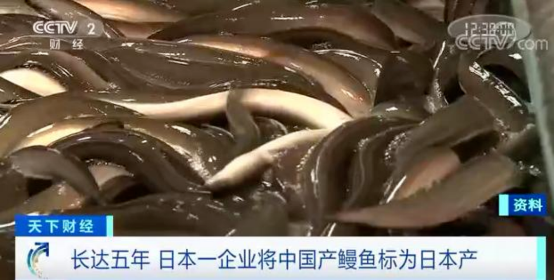 2024年11月10日鳗鱼市场最新行情分析及价格查询指南