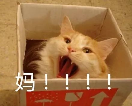 高效狗表情包：狗表情包微信 